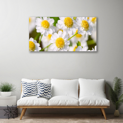 Foto op canvas Daisy flowers nature