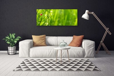 Foto op canvas Gras lieveheersbeestje nature