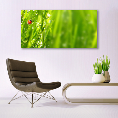 Foto op canvas Gras lieveheersbeestje nature