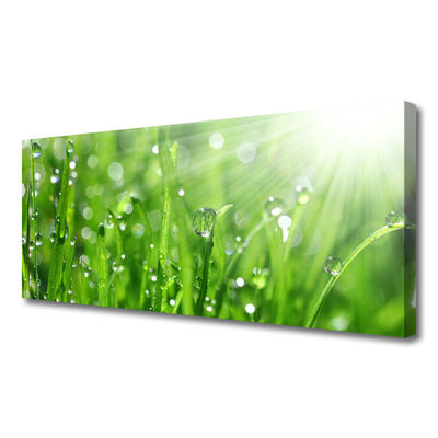 Foto op canvas Nature grass drops