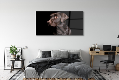 Glas schilderij Bruine hond