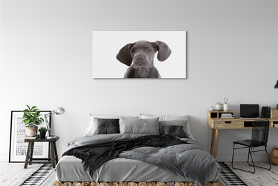 Glas schilderij Bruine hond