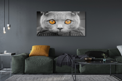 Foto op glas Grijze britse kat