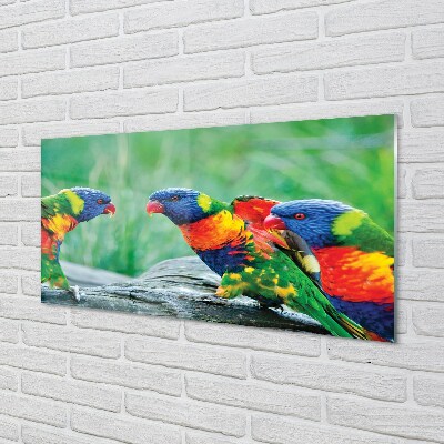 Foto op glas Kleurrijke papegaaiboom