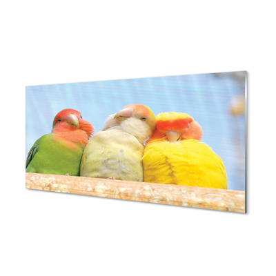 Foto op glas Kleurrijke papegaaien