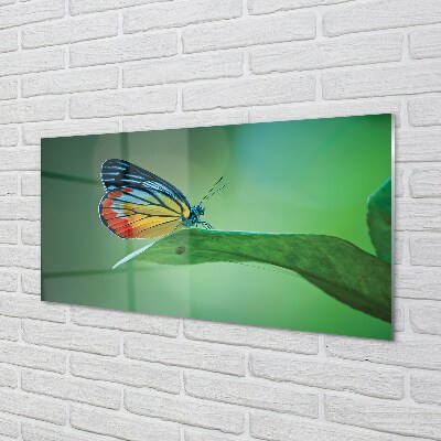 Foto op glas Kleurrijke vlinder blad