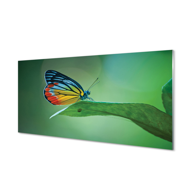Foto op glas Kleurrijke vlinder blad