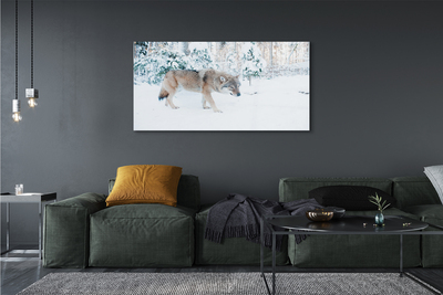Foto op glas Wolf winter forest
