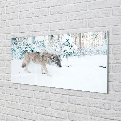 Foto op glas Wolf winter forest