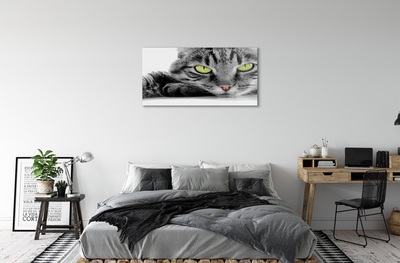 Foto op glas Gray-black cat