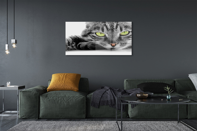 Foto op glas Gray-black cat
