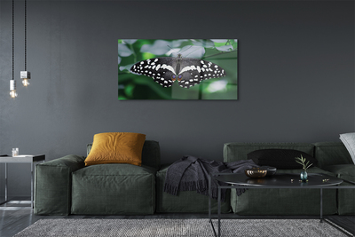 Foto op glas Kleurrijke vlinder bladeren