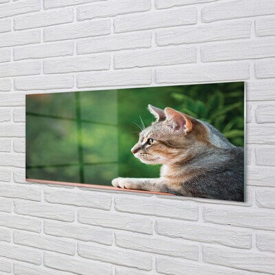 Foto op glas Kattenkat