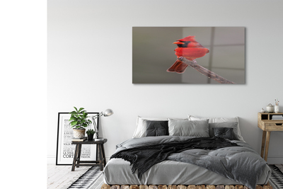 Foto op glas Een rode papegaai op een tak