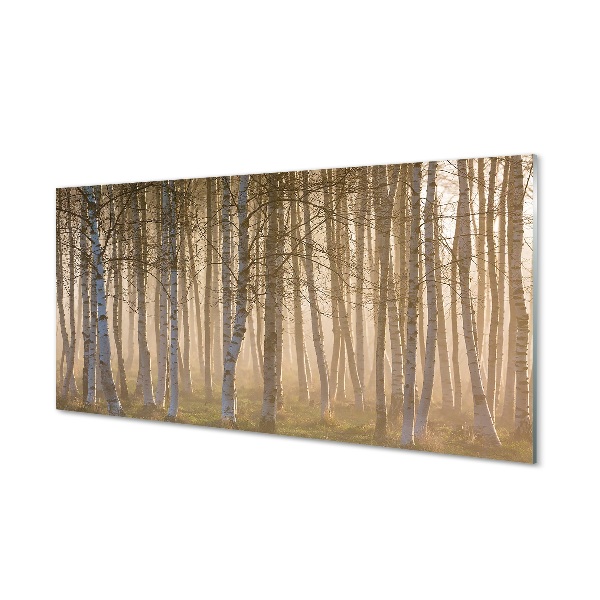 Glas schilderij Sunrise forest tree