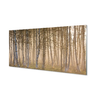 Glas schilderij Sunrise forest tree