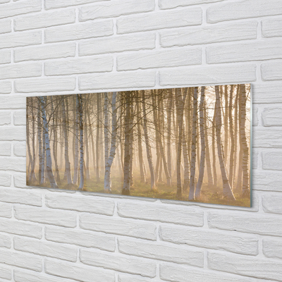 Glas schilderij Sunrise forest tree