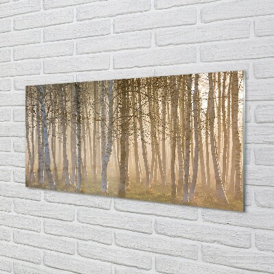 Glas schilderij Sunrise forest tree