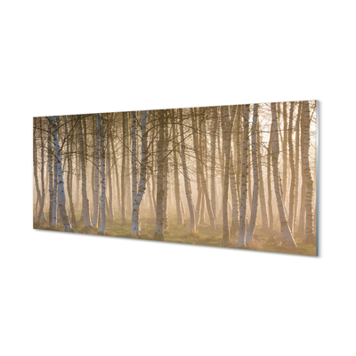 Glas schilderij Sunrise forest tree