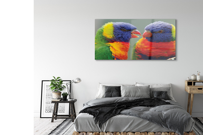 Foto op glas Kleurrijke papegaaien