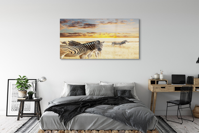 Glas schilderij Zebra veldzonsondergang