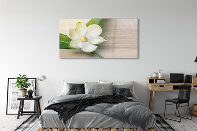 Glas schilderij Witte magnolia