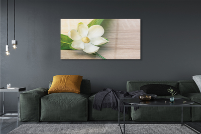 Glas schilderij Witte magnolia