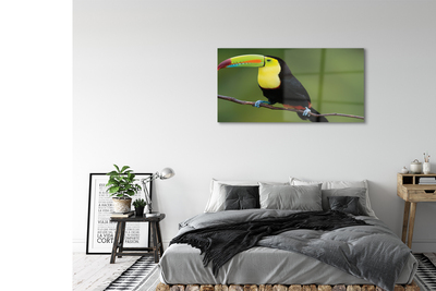 Foto op glas Kleurrijke papegaai op een tak