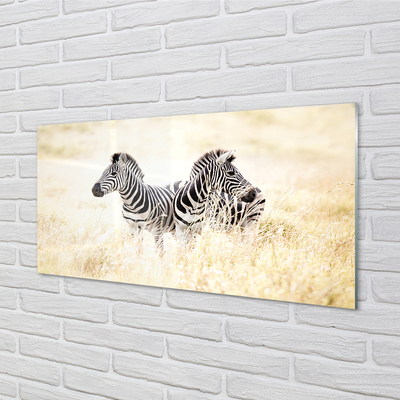 Glas schilderij Zebra-veld