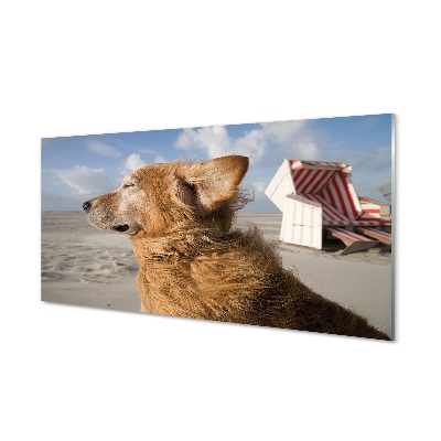 Glas schilderij Bruin hond strand