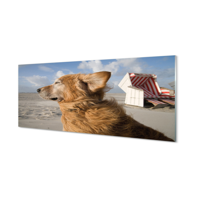 Glas schilderij Bruin hond strand