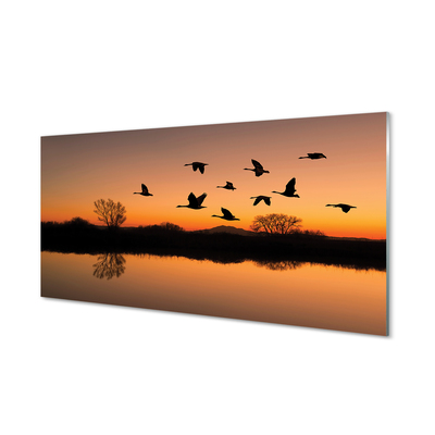 Foto op glas Vliegende vogels zonsondergang
