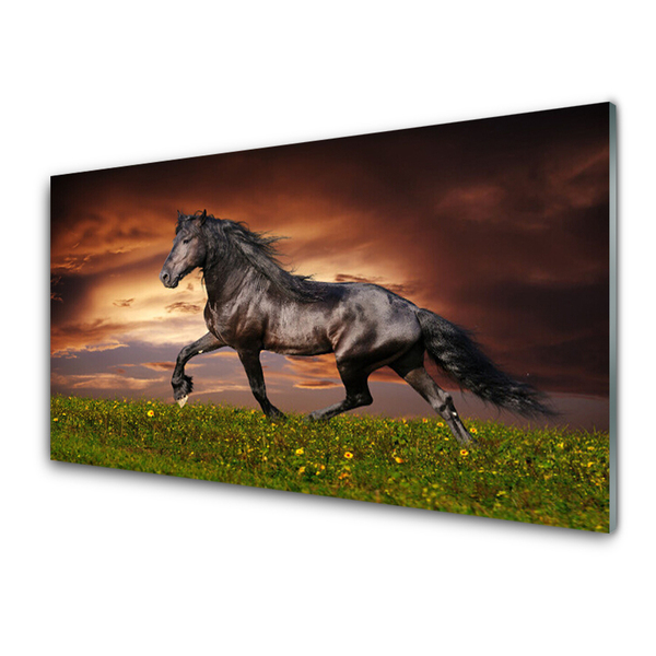 Foto op glas Black horse meadow dieren