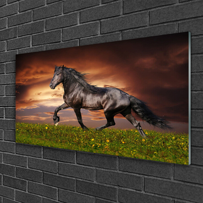 Foto op glas Black horse meadow dieren
