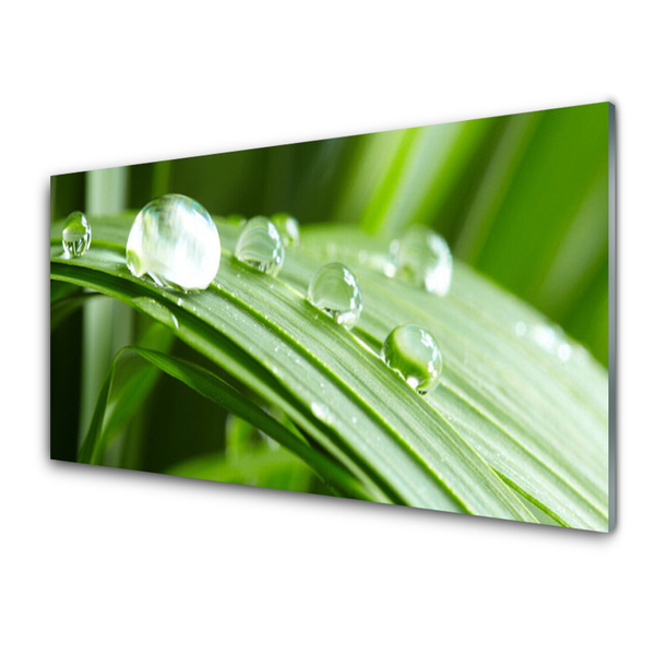 Foto op glas Leaf dew drops