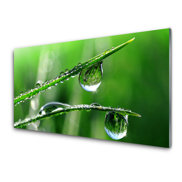 Foto op glas Grass dew drops