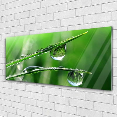 Foto op glas Grass dew drops