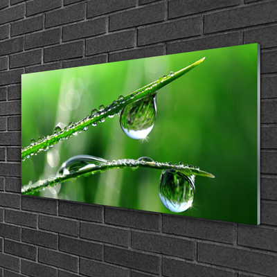 Foto op glas Grass dew drops