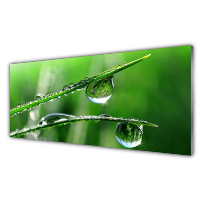 Foto op glas Grass dew drops