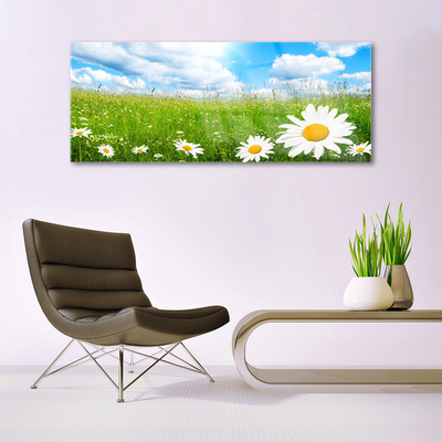 Glas schilderij Daisy grass nature