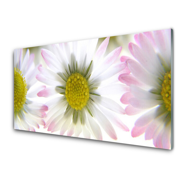 Glas schilderij Daisy plant nature