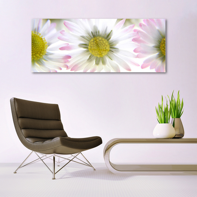 Glas schilderij Daisy plant nature