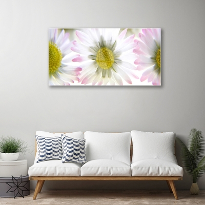 Glas schilderij Daisy plant nature