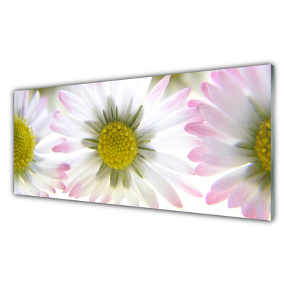 Glas schilderij Daisy plant nature