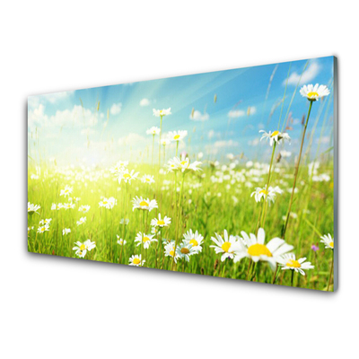 Glas schilderij Daisy meadow nature