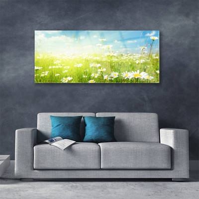 Glas schilderij Daisy meadow nature