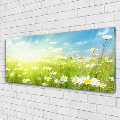 Glas schilderij Daisy meadow nature