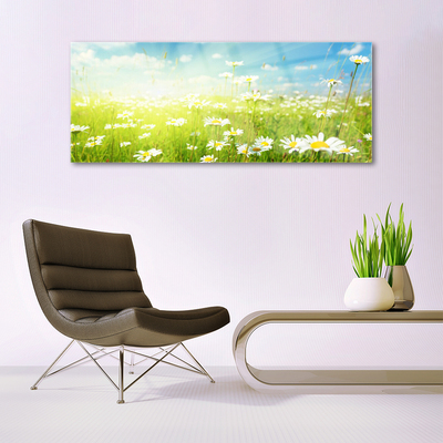 Glas schilderij Daisy meadow nature