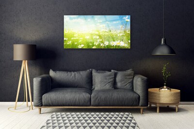 Glas schilderij Daisy meadow nature