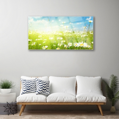 Glas schilderij Daisy meadow nature